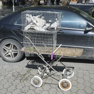 Pigeons in a cage on a converted pram in front of a black car on the street