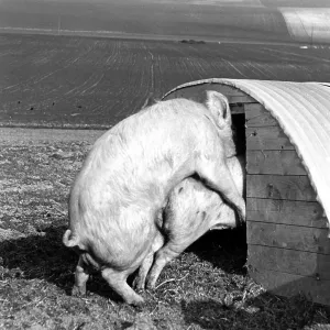Pig Mating Print, ca. 1960s Pig Mating Print, ca. 1960s