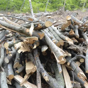 Pile of branches in woods Pile of branches in woods