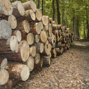 Una pila de troncos ordenadamente apilados bordea un sendero forestal.