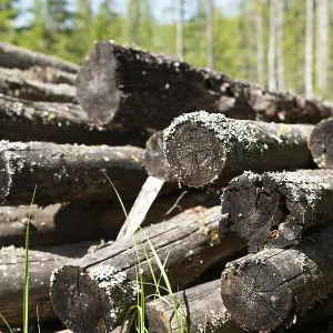 Pile of old mouldering sawn trees lost in the forest on a summer day close up view Pile of old mouldering sawn trees lost in the forest on a summer day close up view