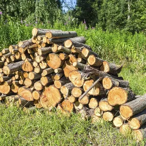 Pile of raw wood logs at the forest in summertime Pile of raw wood logs at the forest in summertime