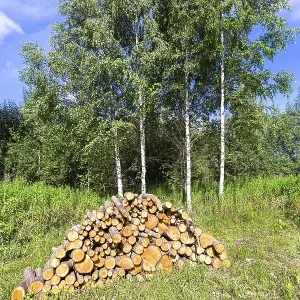 Pile of raw wood logs at the forest in summertime against the birch trees Pile of raw wood logs at the forest in summertime against the birch trees