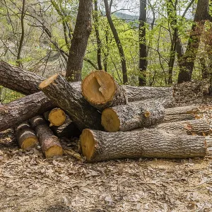 Pile of sawed logs surrounded by leaf litter in a wooded area Pile of sawed logs surrounded by leaf litter in a wooded area