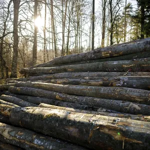 A pile of tree trunks in the forest at sunset A pile of tree trunks in the forest at sunset