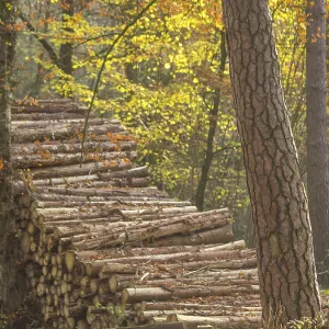 A pile of tree trunks lies in the golden light of an autumn forest A pile of tree trunks lies in the golden light of an autumn forest