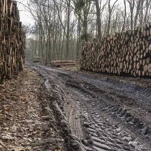 Pile of wood in the forest, Berlin suburbs Pile of wood in the forest, Berlin suburbs