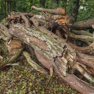 Piled tree trunks and branches in a wooded area