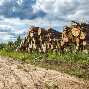 Piles of timber along the forest road in summertime Piles of timber along the forest road in summertime