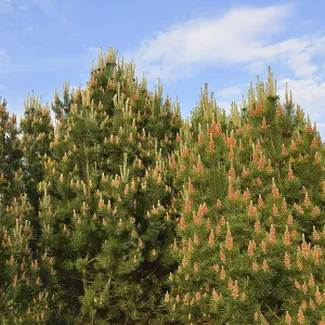Pinaceae in the forest. Seeds on pines