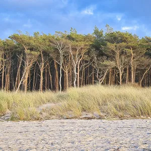 Pine forest on the beach on the Darss