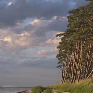 Pine forest on the Bodden near Greifswald