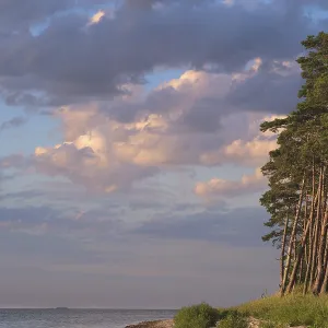 Pine forest on the Bodden near Greifswald