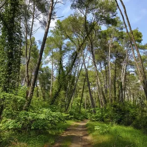 Pine forest, Divjaka-Karavasta National Park Pine forest, Divjaka-Karavasta National Park