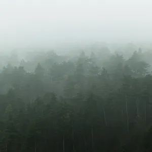 Pine forest on hill side covered in deep fog Pine forest on hill side covered in deep fog