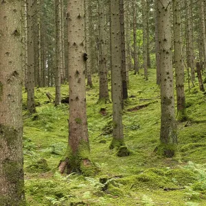 Pine forest with mossy forest floor