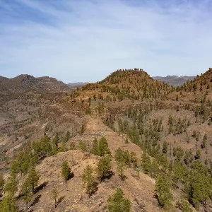 Pine forest in the Palmitos Mountains