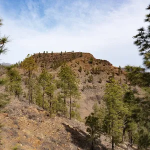 Pine forest in the Palmitos Mountains