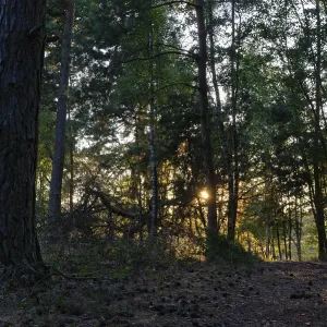 Pine forest (Pinus), De Maasduinen National Park