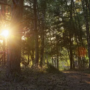Pine forest (Pinus), De Maasduinen National Park