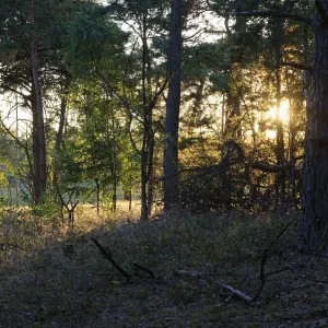 Pine forest (Pinus), De Maasduinen National Park