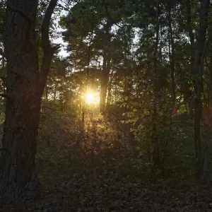 Pine forest (Pinus), De Maasduinen National Park
