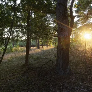Pine forest (Pinus), De Maasduinen National Park