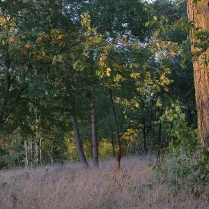 Pine forest (Pinus), De Maasduinen National Park