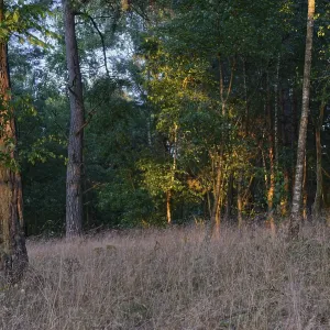 Pine forest (Pinus), De Maasduinen National Park