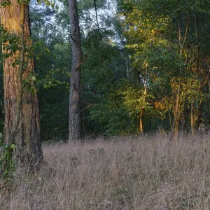 Pine forest (Pinus), De Maasduinen National Park