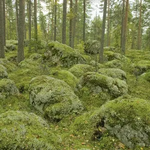 Pine forest, rocks covered with moss and Caribou Moss or Reindeer Lichen (Cladonia rangiferina) Pine forest, rocks covered with moss and Caribou Moss or Reindeer Lichen (Cladonia rangiferina)