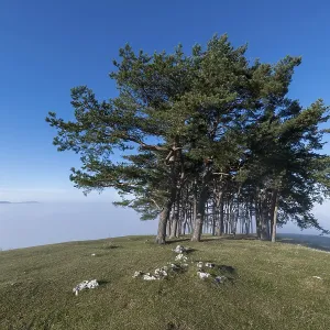 Pine grove on hill near Owen, Swabian Alb