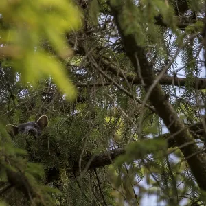 The pine marten (Martes martes) has visibly made itself comfortable on the spruce branch