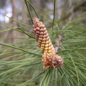 Pine tree with blossom flowers