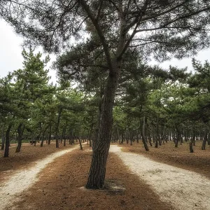 Pine tree forest in gangneung, south korea Pine tree forest in gangneung, south korea