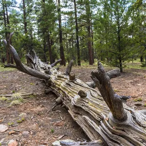 Pine tree forest in Grand Canyon Arizona USA Pine tree forest in Grand Canyon Arizona USA