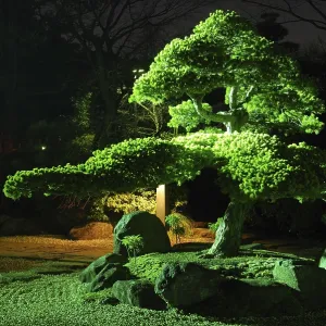 Pine tree inside Japanese zen garden with scenic night illumination