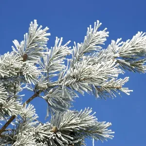 Part of a pine tree with snow