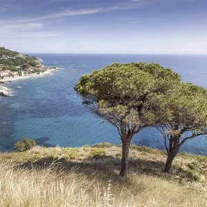 Pine Tree Print, Elba Coast, Tuscany