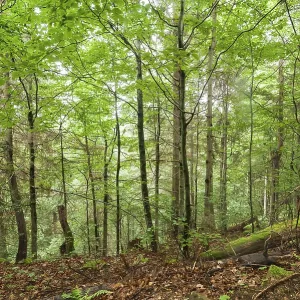 Pine trees and ferns growing in deep highland forest