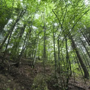 Pine trees and ferns growing in deep highland forest