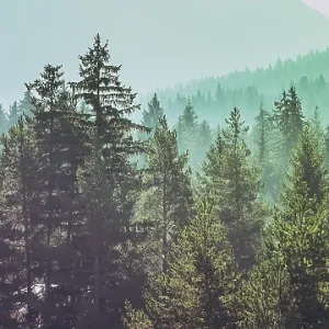Pine trees green forest stylized silhouette photo banner background