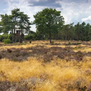 Pine trees with raised hide in the juniper grove nature reserve Pine trees with raised hide in the juniper grove nature reserve