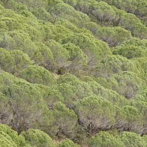 Pine trees or umbrella pines (Pinus pinea) on a mountainside