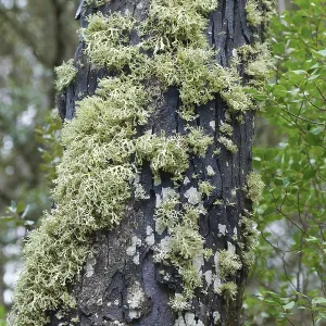 Pine trunk with moss and lichens in a coniferous forest