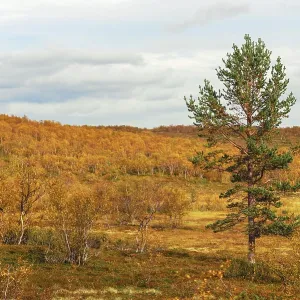 Pine wood and birches in the bright orange autumn forest