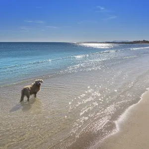 Pinedo Dogs Beach Print, Valencia Spain