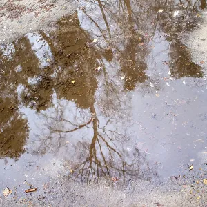 Pines are reflected in a puddle in the forest Pines are reflected in a puddle in the forest