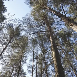 Pines in sky in forest Pines in sky in forest