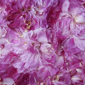 Pink flower magic